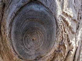 lindo fundo de madeira natural. textura de tronco de árvore seca. foto