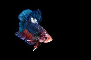 Peixe-lutador-siamês isolado no fundo preto foto