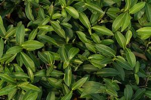 fundo e textura de chá verde fresco da natureza foto