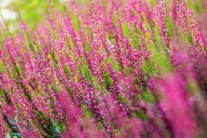 Rosa florescendo urzes calluna vulgar foto