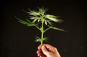 uma maconha plantar foto