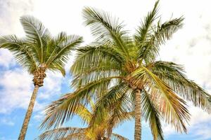 três Palma árvores estão em pé dentro frente do uma azul céu foto