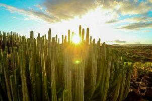 a Sol é configuração atrás uma cacto campo foto