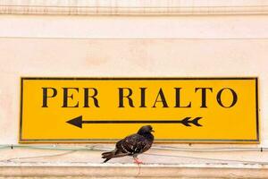 uma Pombo empoleirado Próximo para uma rua placa este diz por rialto foto