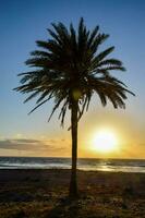 uma Palma árvore em a de praia às pôr do sol foto