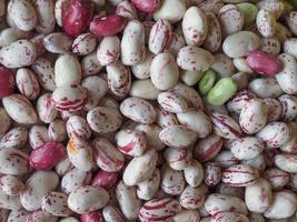 leguminosas feijão carmesim vegetais foto