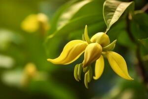 ylang ylang ou cananga odorata flor em natureza fundo ai gerado foto