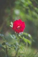 florescendo vermelho rosa flor fechar acima, Sombrio temperamental foto, suave foco, borrado fundo foto
