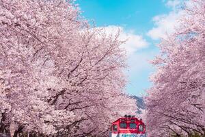cereja Flor com trem dentro Primavera dentro Coréia é a popular cereja Flor vendo ver, jinhae sul Coréia. foto