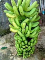 fresco cavendish bananas. banana plantação colheita foto