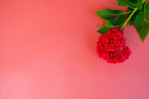 vermelho flor em Rosa fundo foto