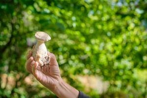 cogumelo colheita dentro a floresta, outono colheita, uma garotas mão detém uma boletos dentro dela mão foto