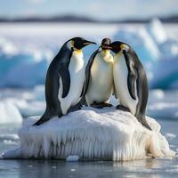 pinguins bamboleando em gelo floe foto