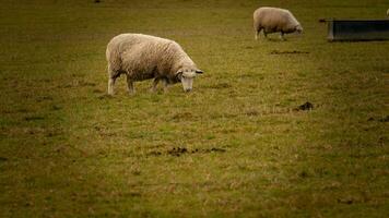 rebanho do lanoso ovelha em uma campo Fazenda foto