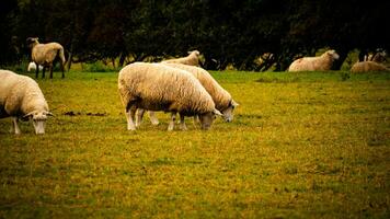 rebanho do lanoso ovelha em uma campo Fazenda foto