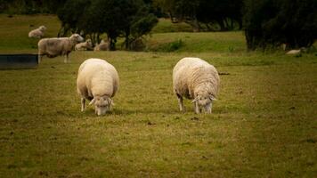 rebanho do lanoso ovelha em uma campo Fazenda foto