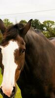 castanha beleza fechar-se do uma deslumbrante cavalo foto