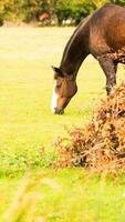 castanha beleza fechar-se do uma deslumbrante cavalo foto