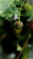 detalhado macro tiro do europeu carvalho folha e bolota foto