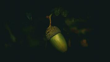detalhado macro tiro do europeu carvalho folha e bolota foto
