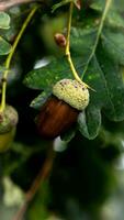 detalhado macro tiro do europeu carvalho folha e bolota foto