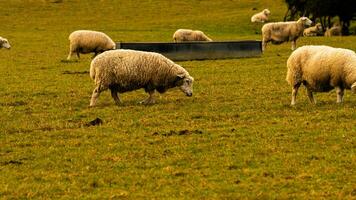 rebanho do lanoso ovelha em uma campo Fazenda foto
