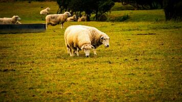 rebanho do lanoso ovelha em uma campo Fazenda foto