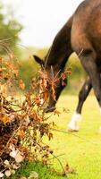 castanha beleza fechar-se do uma deslumbrante cavalo foto