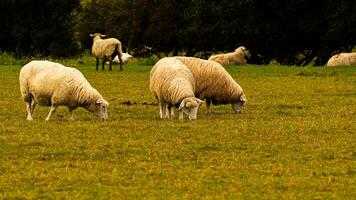 rebanho do lanoso ovelha em uma campo Fazenda foto