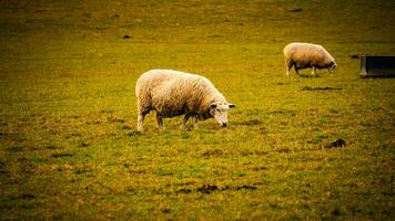 rebanho do lanoso ovelha em uma campo Fazenda foto