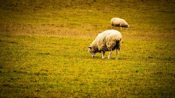 rebanho do lanoso ovelha em uma campo Fazenda foto