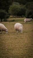 rebanho do lanoso ovelha em uma campo Fazenda foto