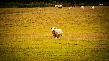 rebanho do lanoso ovelha em uma campo Fazenda foto