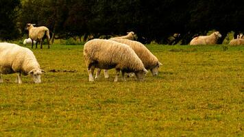 rebanho do lanoso ovelha em uma campo Fazenda foto