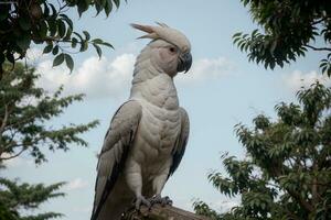 majestoso cacatua uma cativante animais selvagens encontro. ai gerado. foto