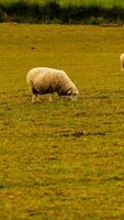 rebanho do lanoso ovelha em uma campo Fazenda foto