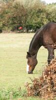 castanha beleza fechar-se do uma deslumbrante cavalo foto