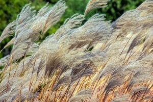 miscanthus sinensis balança dentro a vento. lindo alta Relva dentro a Sol balança dentro a vento foto