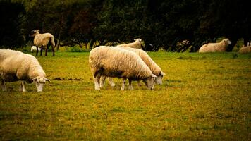 rebanho do lanoso ovelha em uma campo Fazenda foto