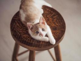 jovem gatinho com a cor vermelha branca em uma cadeira de madeira foto