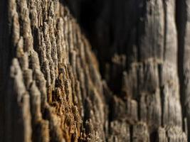 lindo fundo de madeira natural. textura de tronco de árvore seca. foto