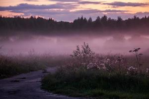 linda névoa rosa na floresta ao pôr do sol foto