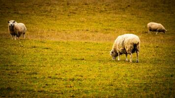 rebanho do lanoso ovelha em uma campo Fazenda foto