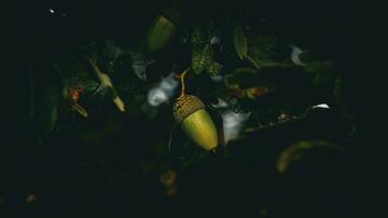 detalhado macro tiro do europeu carvalho folha e bolota foto