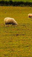 rebanho do lanoso ovelha em uma campo Fazenda foto