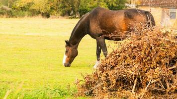 castanha beleza fechar-se do uma deslumbrante cavalo foto