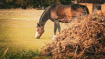 castanha beleza fechar-se do uma deslumbrante cavalo foto