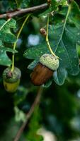 detalhado macro tiro do europeu carvalho folha e bolota foto