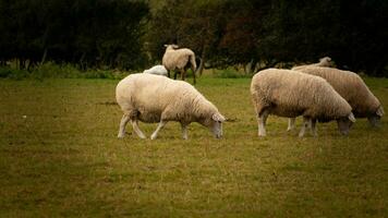 rebanho do lanoso ovelha em uma campo Fazenda foto