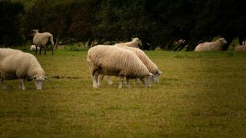 rebanho do lanoso ovelha em uma campo Fazenda foto